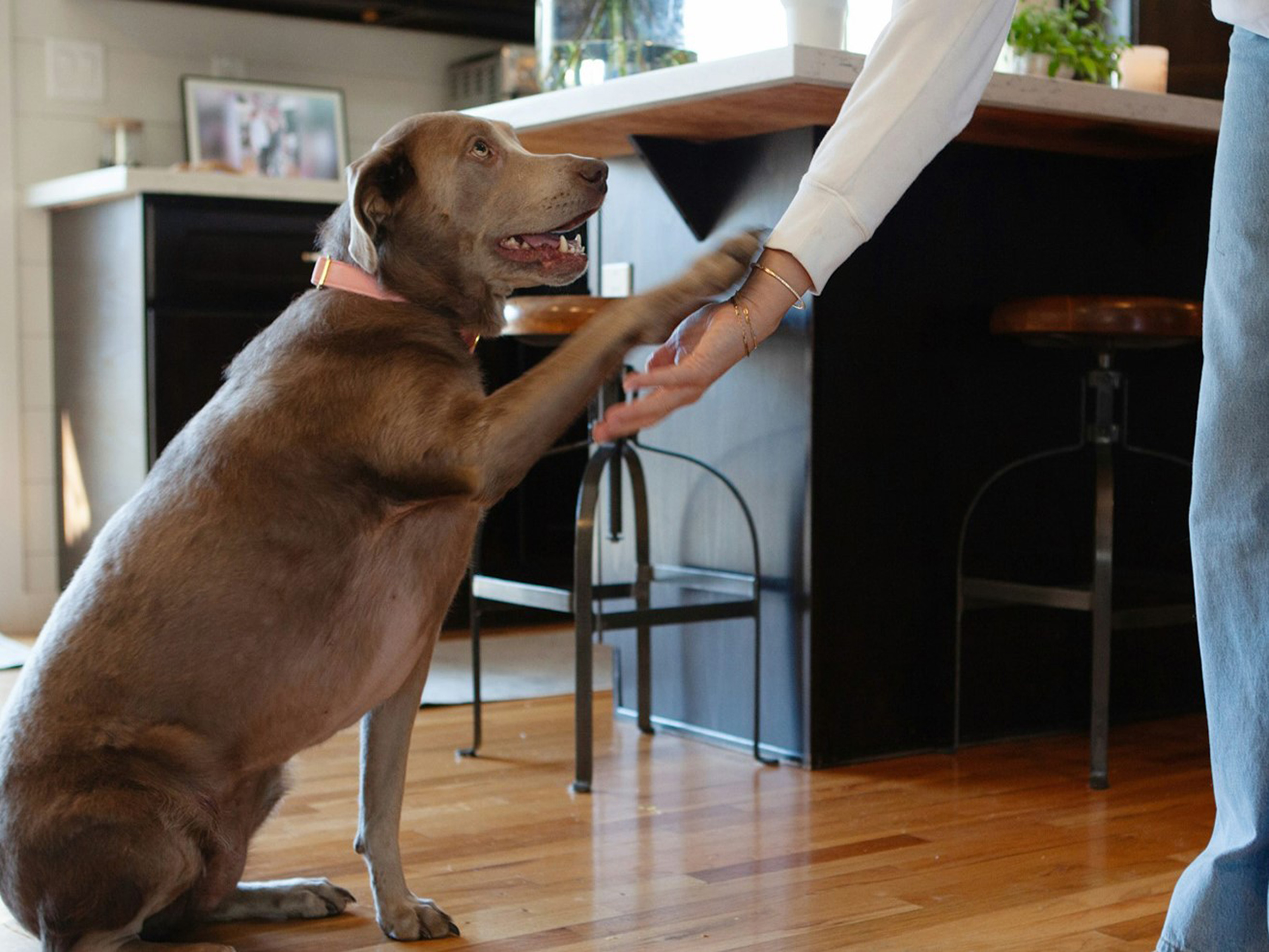 Itch Pet Success Story Photo, 4x3, 3600 Photo by Erin Vey on Unsplash